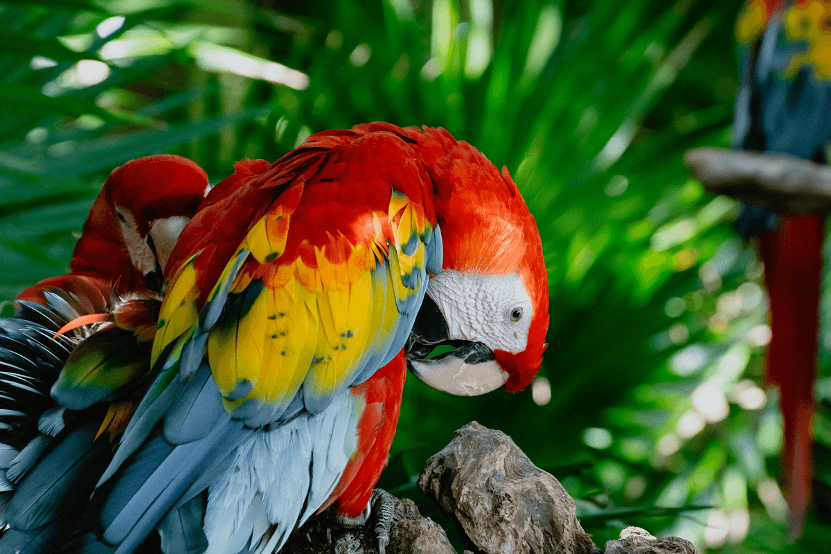 Scarlet macaw in tropical jungle